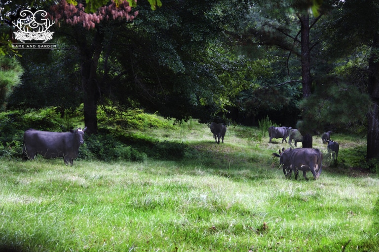 I love seeing cows free to roam and eat what's natural!