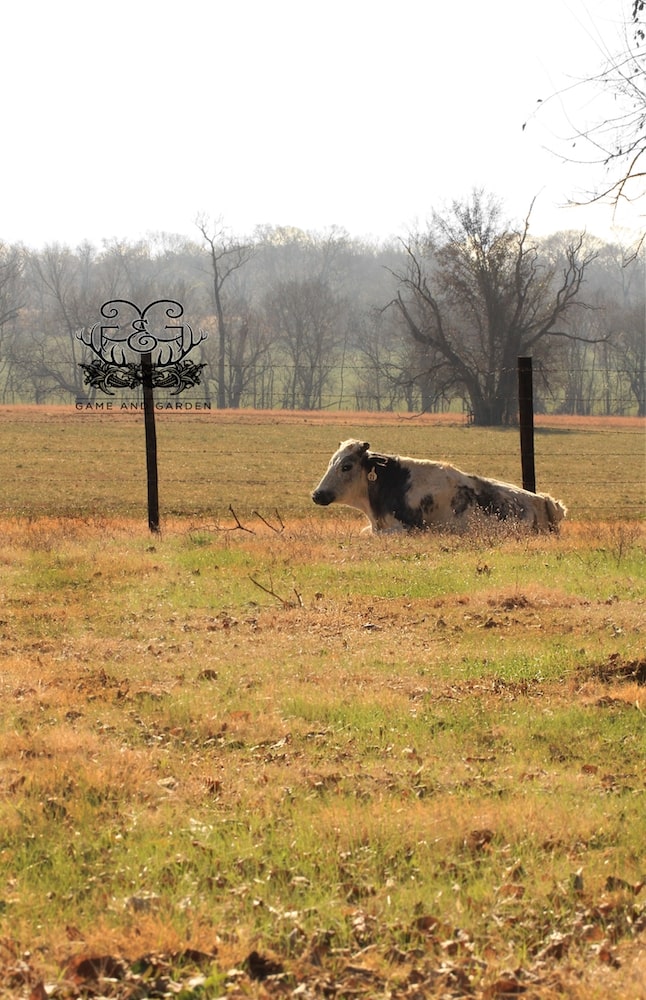How serene this cow looks. I need to learn to relax like that! 