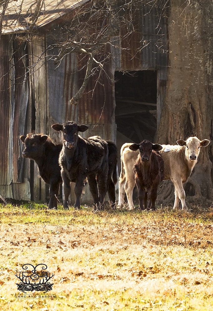 I just love cows. I could watch them all day. I love seeing them in the green pastures eating the healthy grass! 