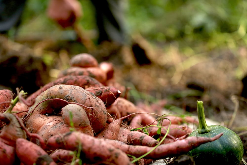 Small Sweet Potatoes in yard