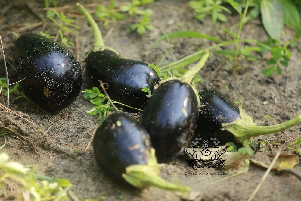five home grown eggplants on the ground in Stacy Lyn's garden, started from seeds indoors