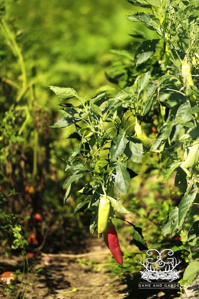 red and green pepper plants growing in garden