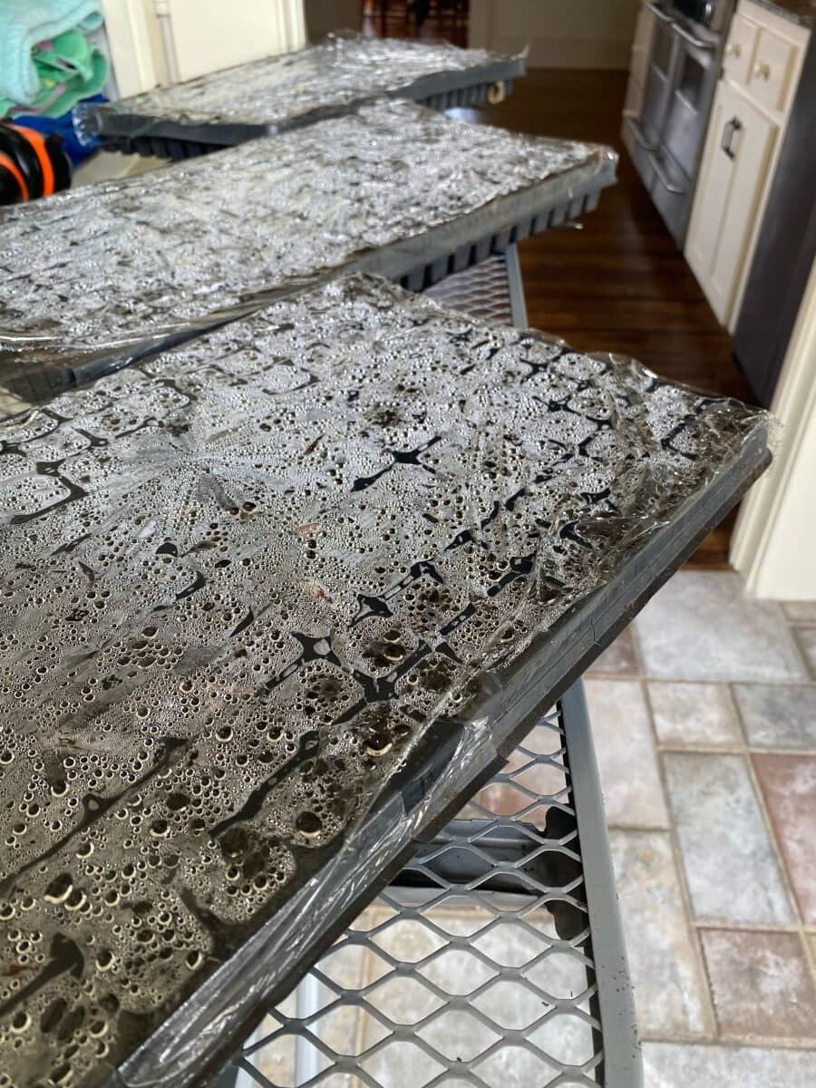 starting seeds in seed trays covered in plastic as humidity dome