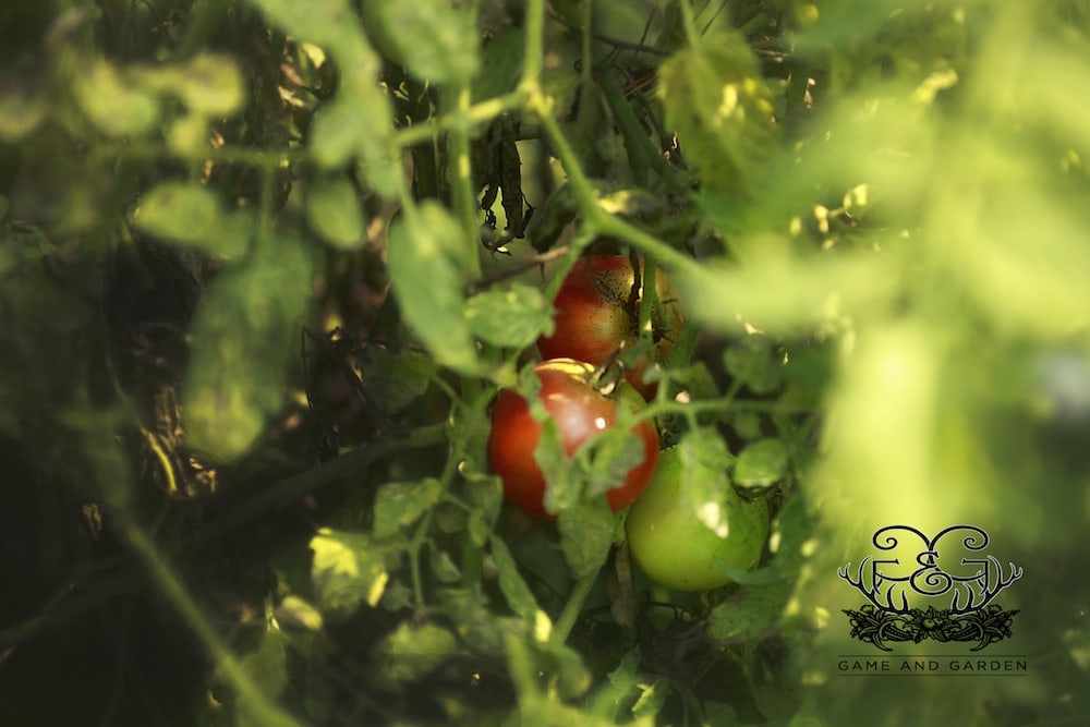 Starting from seeds, ripe red tomatoes grow on the vine.