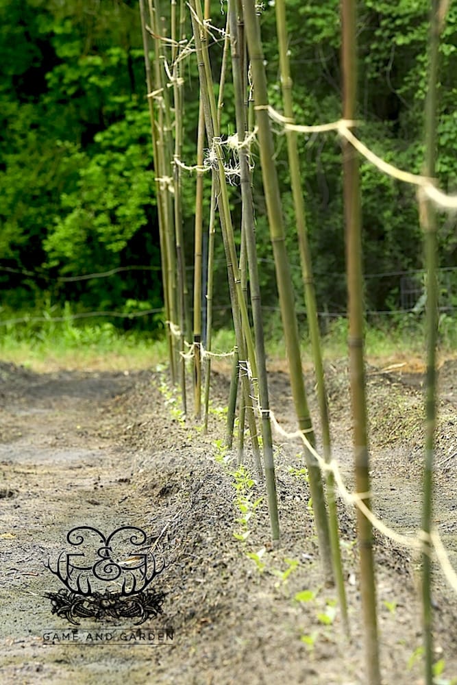 For the vegetable garden I planted many varieties of tomatoes, crowder peas, pole beans, squash, cucumbers, eggplant, all kinds of peppers, okra, sweet potatoes, and corn.