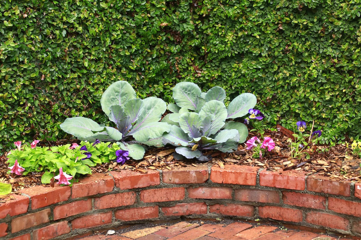 I love the light bluish leaves of the cabbage against the dark green leaves of the creeping fig. 