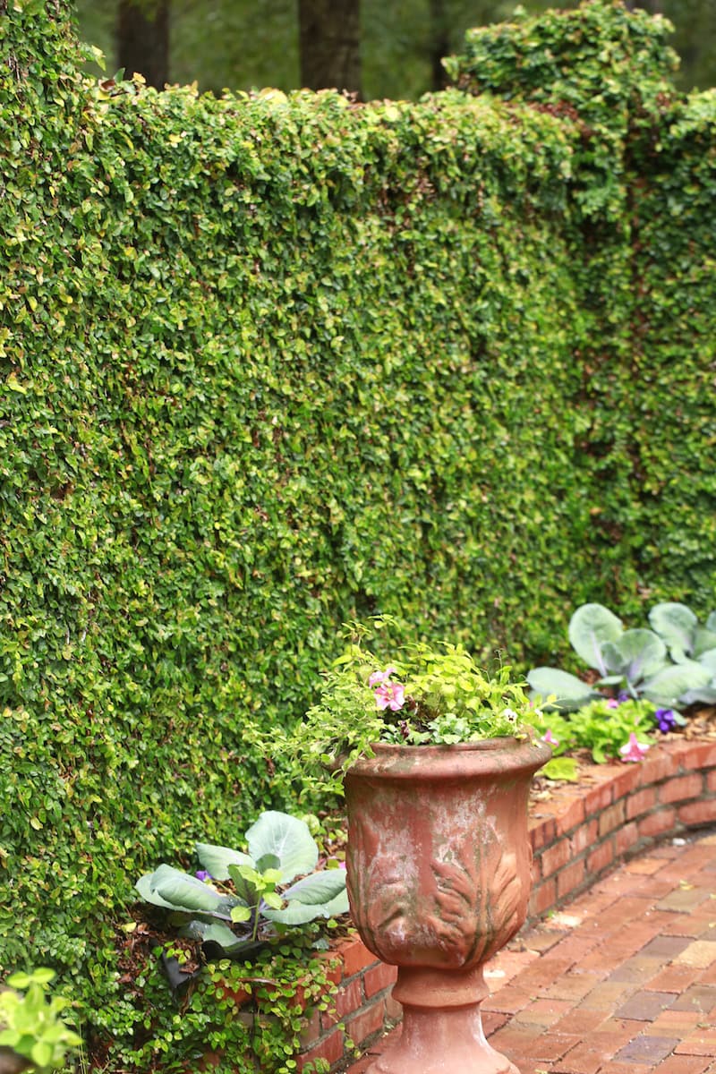 Growing food and flowers together (especially edible flowers) makes life beautiful...