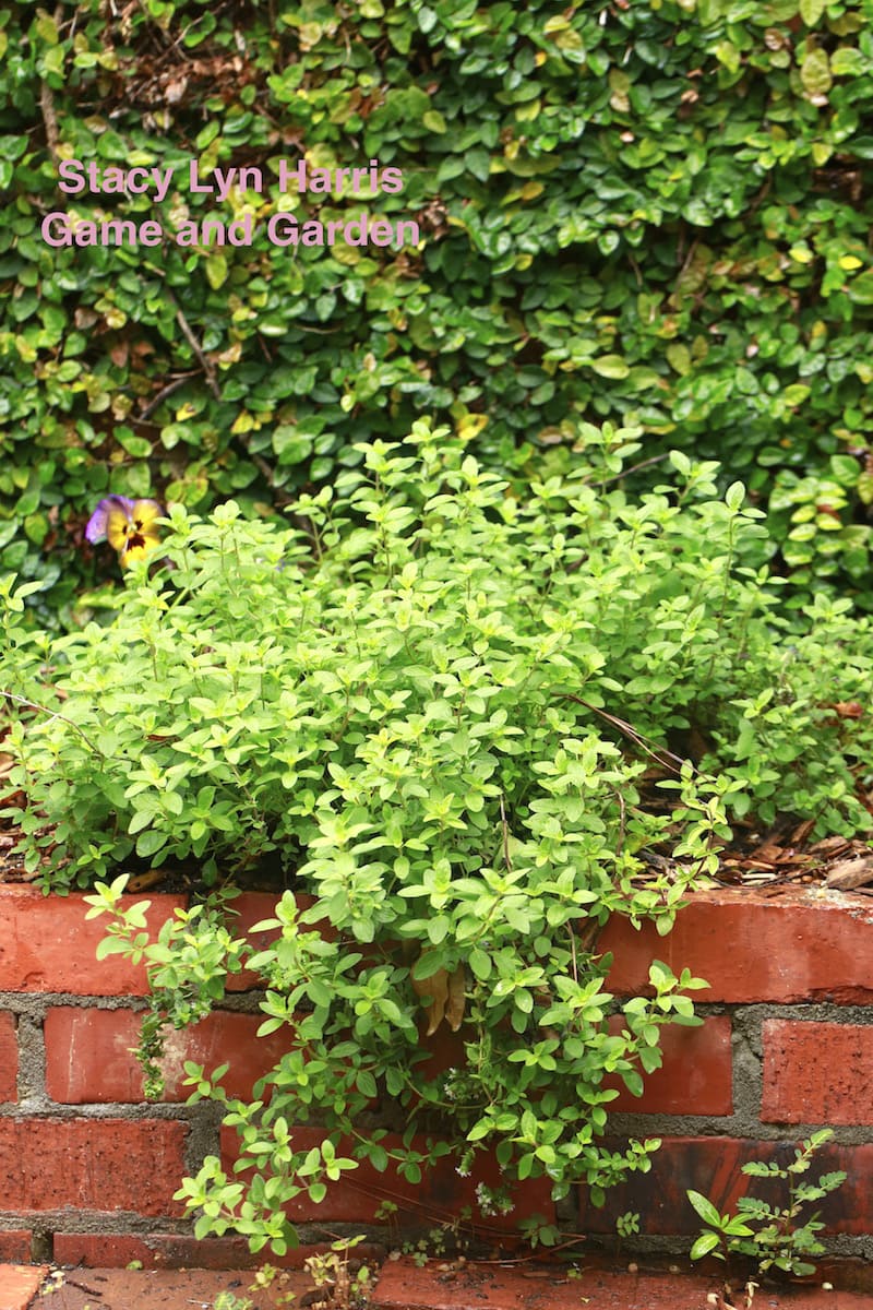 I love growing herbs in my courtyard planters! It's gorgeous and edible - both of my favorite things...