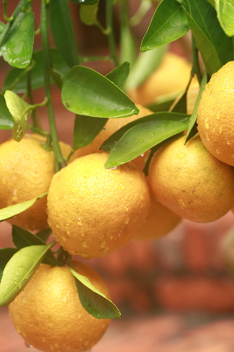 Satsuma Oranges grow pretty well in Alabama, but you can grow other varieties in pots. Growing them in pots allows for you to bring them into your home during the frost nights.