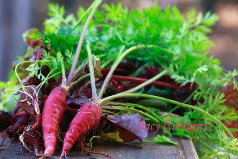 Growing Carrots: Carrots have the highest content of vitamin A of any vegetable. That's what causes the bitter taste when the carrot gets too big.