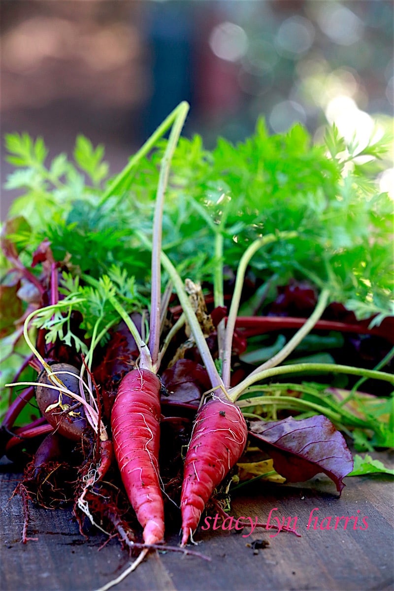 One of my favorite varieties of carrots to plant and cook are the Purple Dragon. 