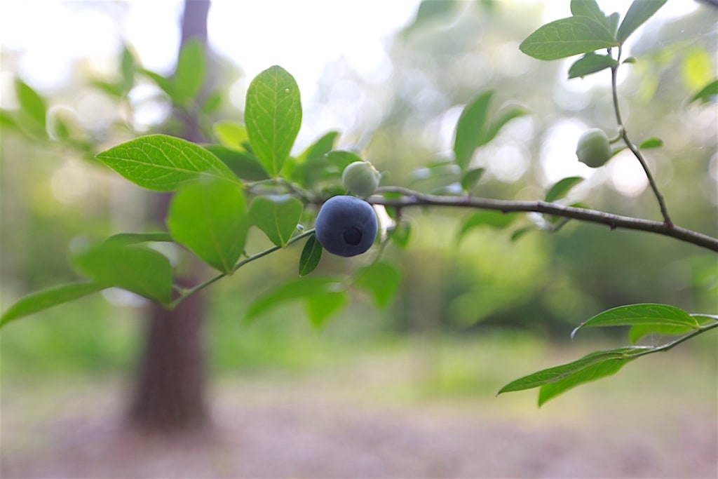 Southern horticulturist soon produced blueberries well adapted to our climate. You may recognize a few old rabbiteye favorites including Climax, Premier, Tifblue, PowderBlue, and Baldwin.