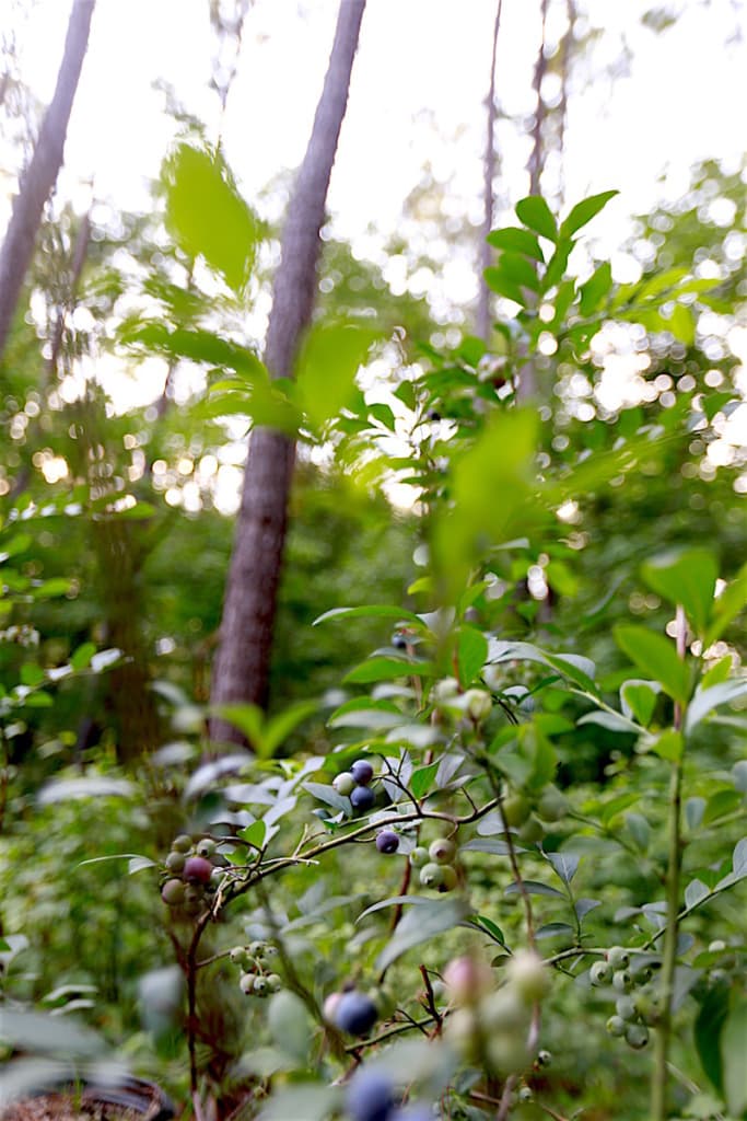 Sure, there are other forageable fruits native to our Great Land, but few as easy to pick and as bug and disease free as the wild blueberry.