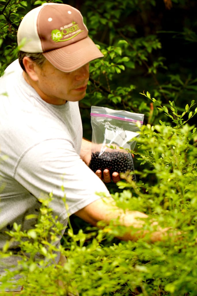 Wild Blueberries are one of life's most wonderful pleasures. In our family, the one who gets the most blueberries gets the first piece of pie!