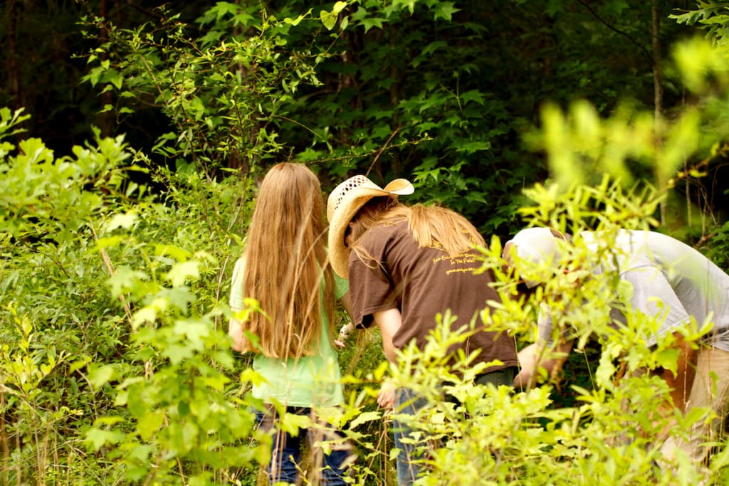 There are numerous different species of blueberries and huckleberries growing wild or in the orchard. About a dozen highbush species, including the important rabbiteye species (Vaccinium virgatum), are common in the South. The differences between these species are subtle, but all are edible.