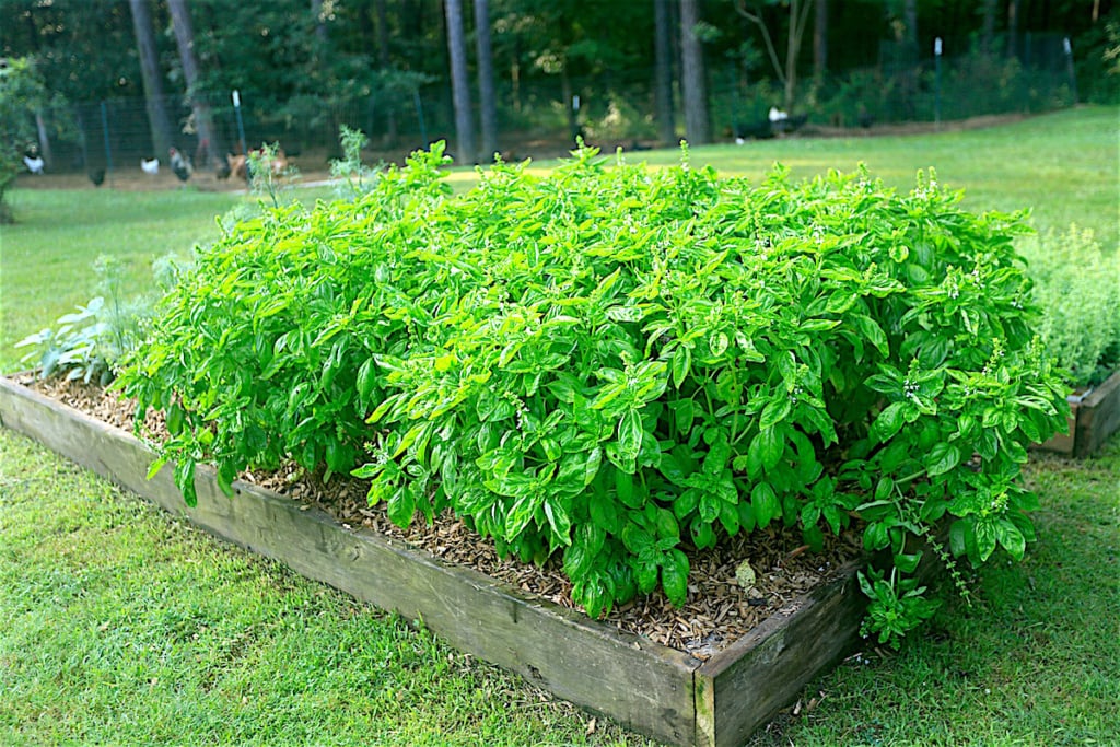 basil growing in Stacy Lyn's garden