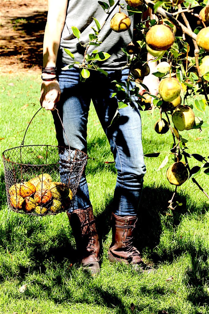 Hybrid Pears need to "age" at room temperature for a week to 10 days for optimal texture and flavor. If you want to store longer, put them in a 60 degree dark place and they will last for up to 2 months.