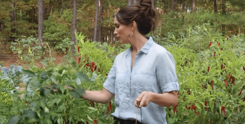 growing peppers
