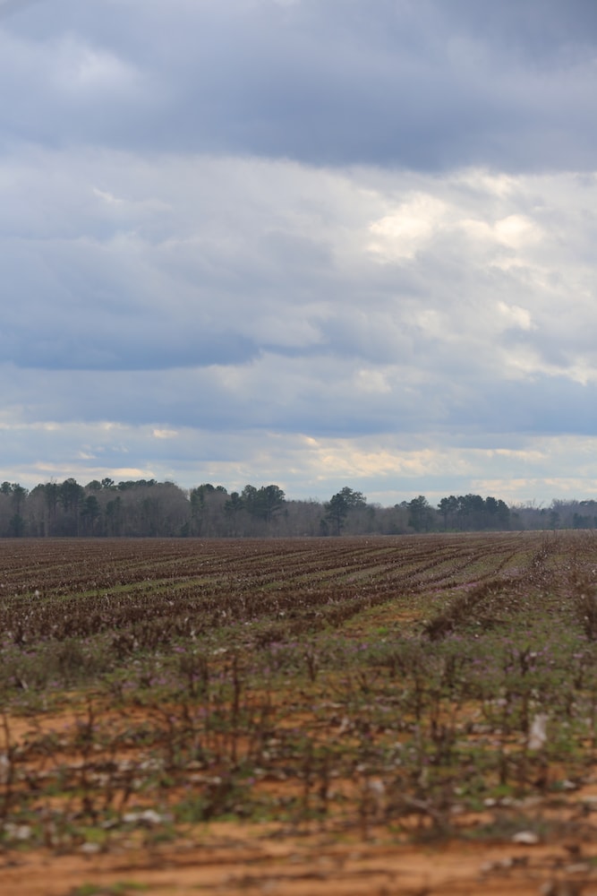 Southern Landscape