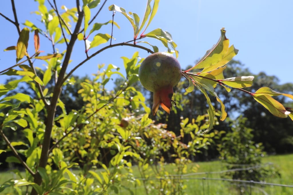 fruit tree - young pomegranate tree growing in my garden