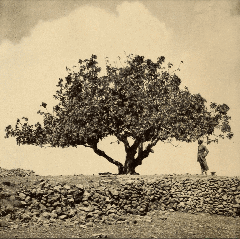Growing Holy Fruits on Southern Soil