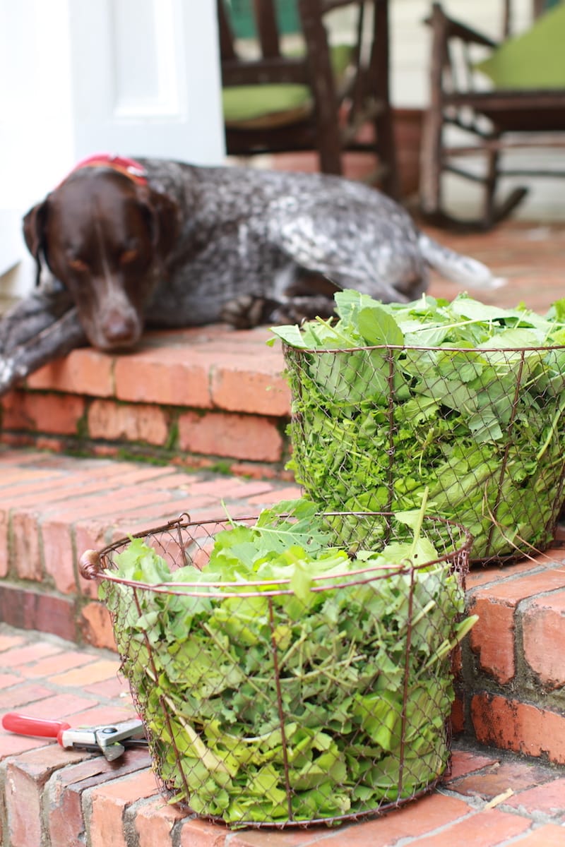 Thinning and cleaning greens has never been so easy!