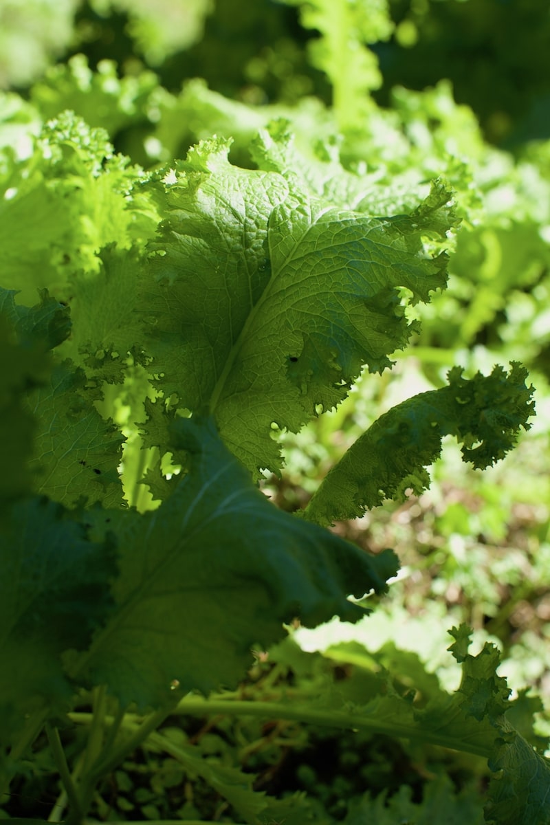 Mustard Greens taste best after a frost!