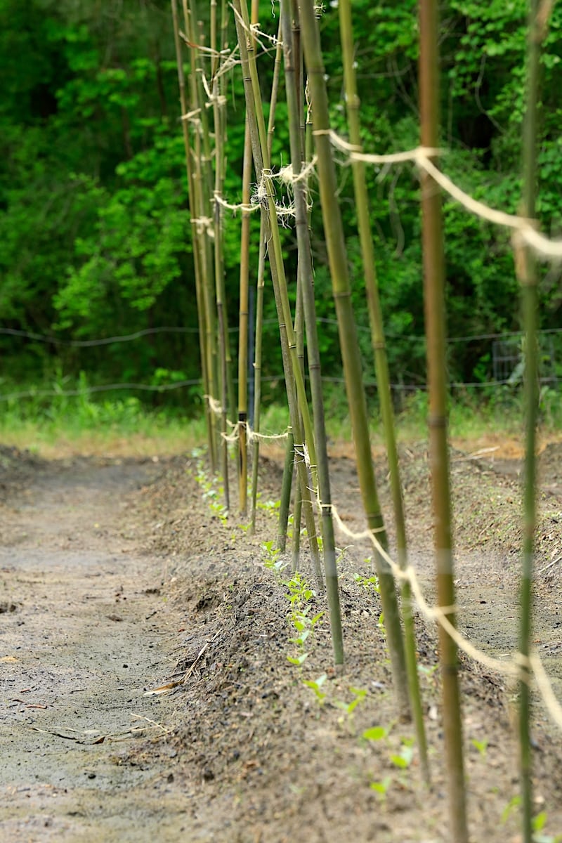 Prepairing garden for planting