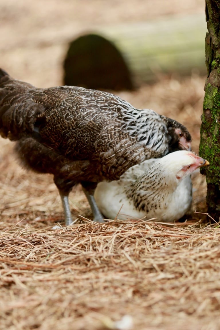 A rooster and a hen
