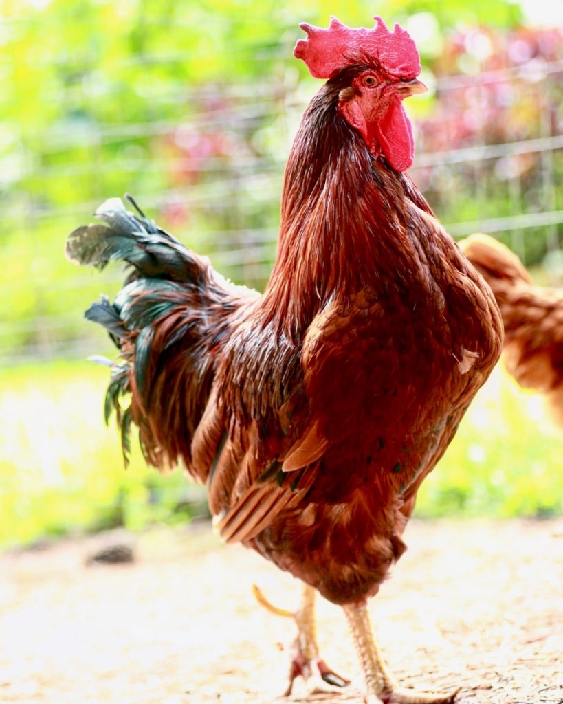 standing rooster