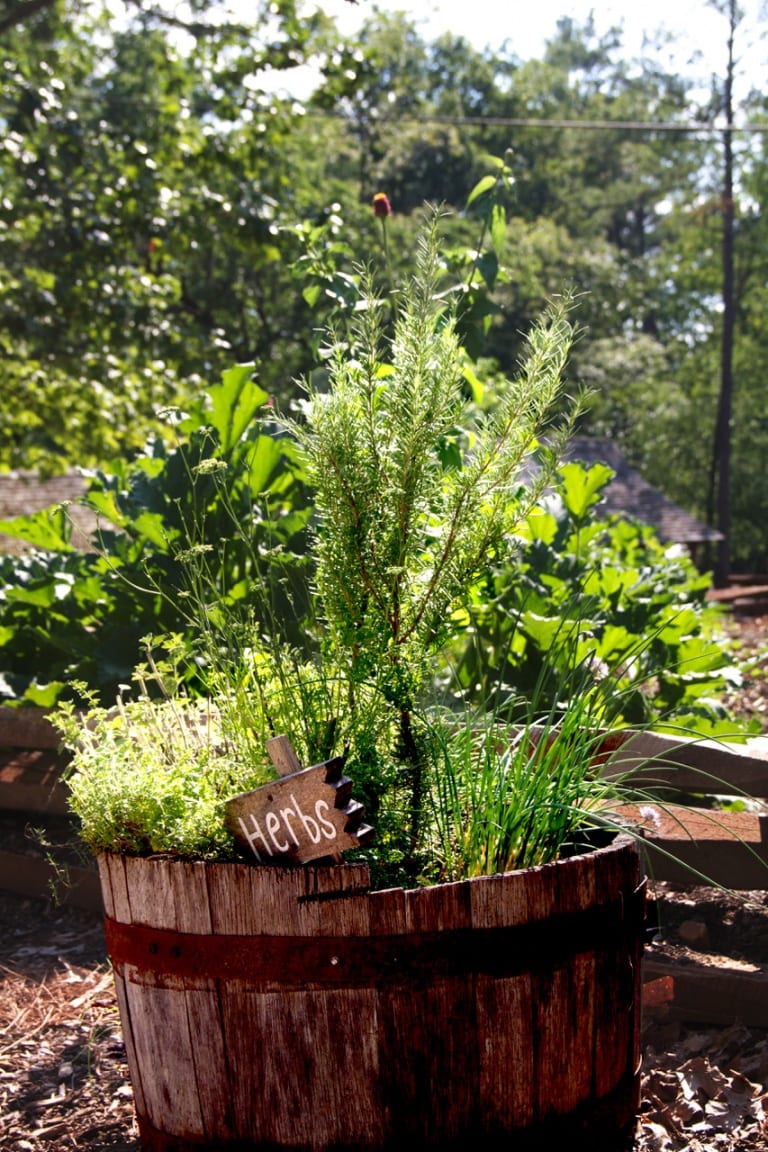 If you are new to gardening, planting herbs are the perfect place to start.
