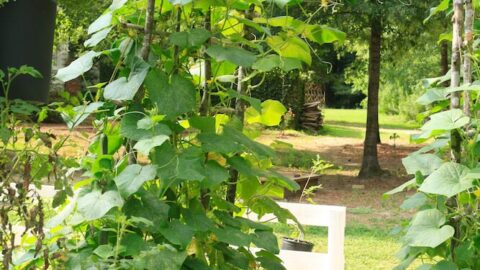 Image for Tips for Using a Garden Trellis to Grow Cucumbers