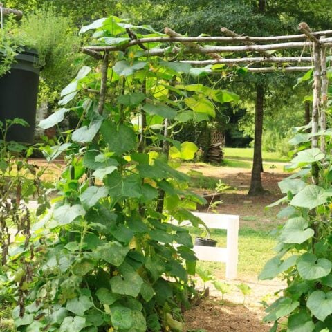 Image for Tips for Making a Cucumber Trellis