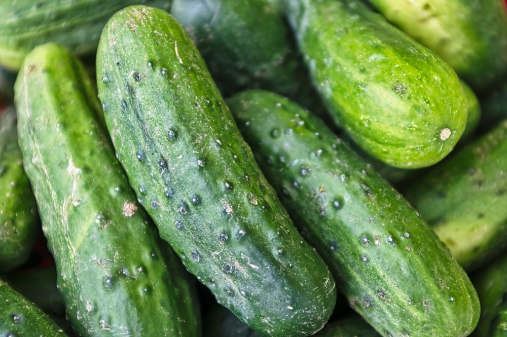 large selection of cucumbers harvested from garden trellis