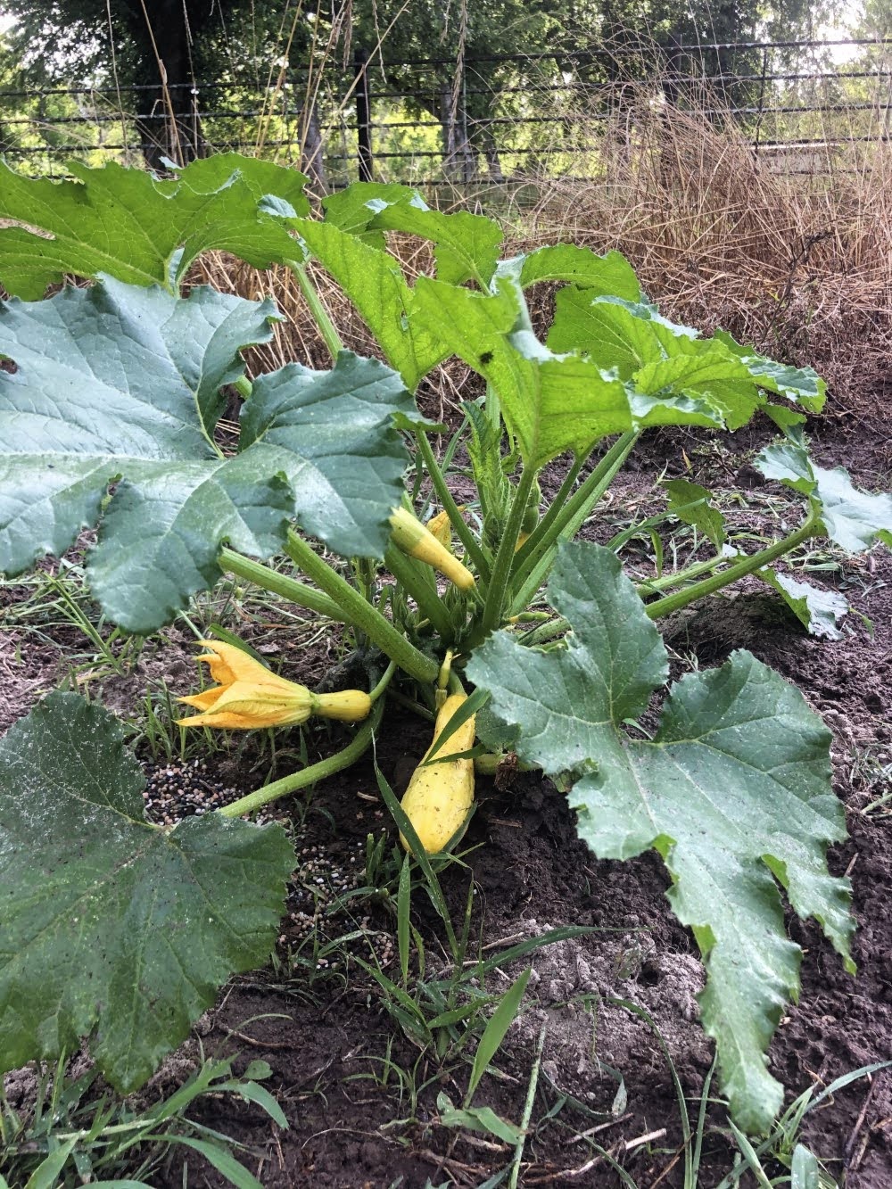 yellow squash growing on vine with squash blossoms in Stacy Lyn's garden