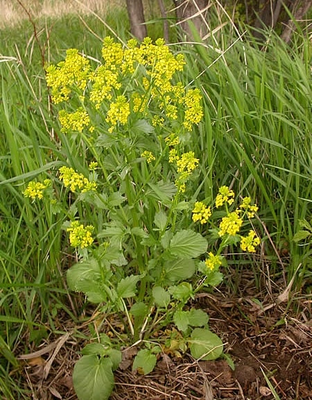 Edible wild plant winter cress