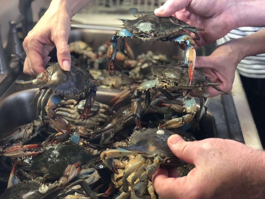 Stacy Lyn and family picking through a pile of fresh caught crab