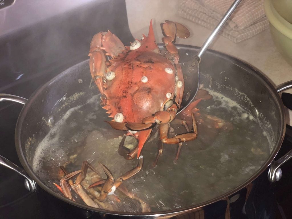 Boiling fresh caught crab