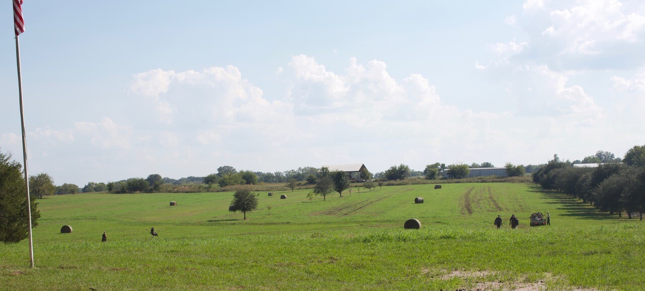 Mistletoe Plantation, the land where the dove hunt took place