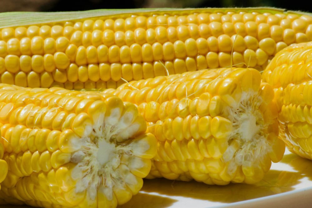 corn on the cob on white plate