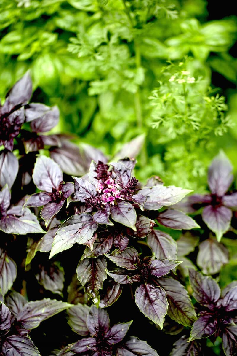 Basil herb plant. Basil can be grown indoors or outdoors