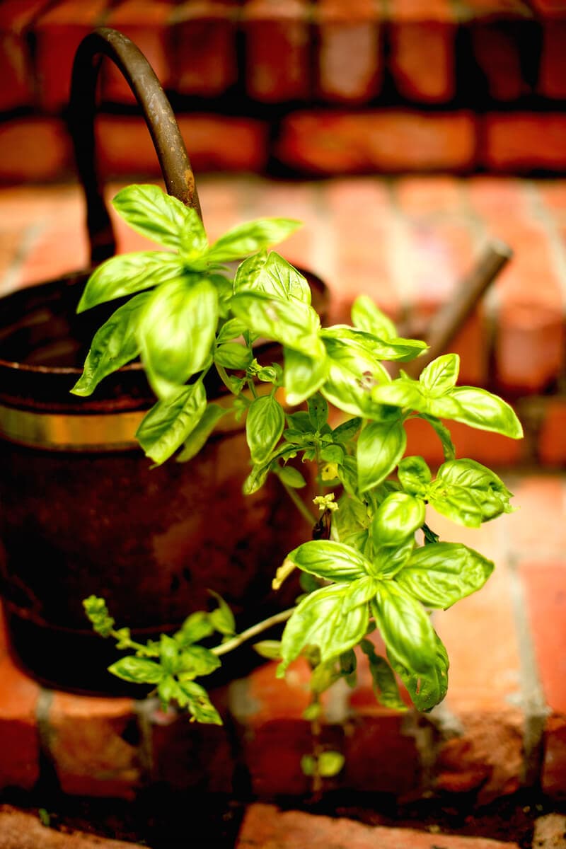 Basil herb plant. Basil can be grown indoors or outdoors