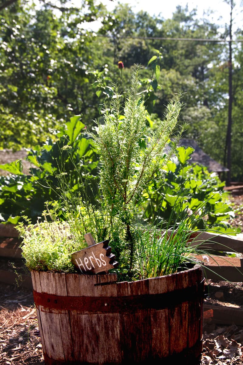 Growing herbs outdoor in a container