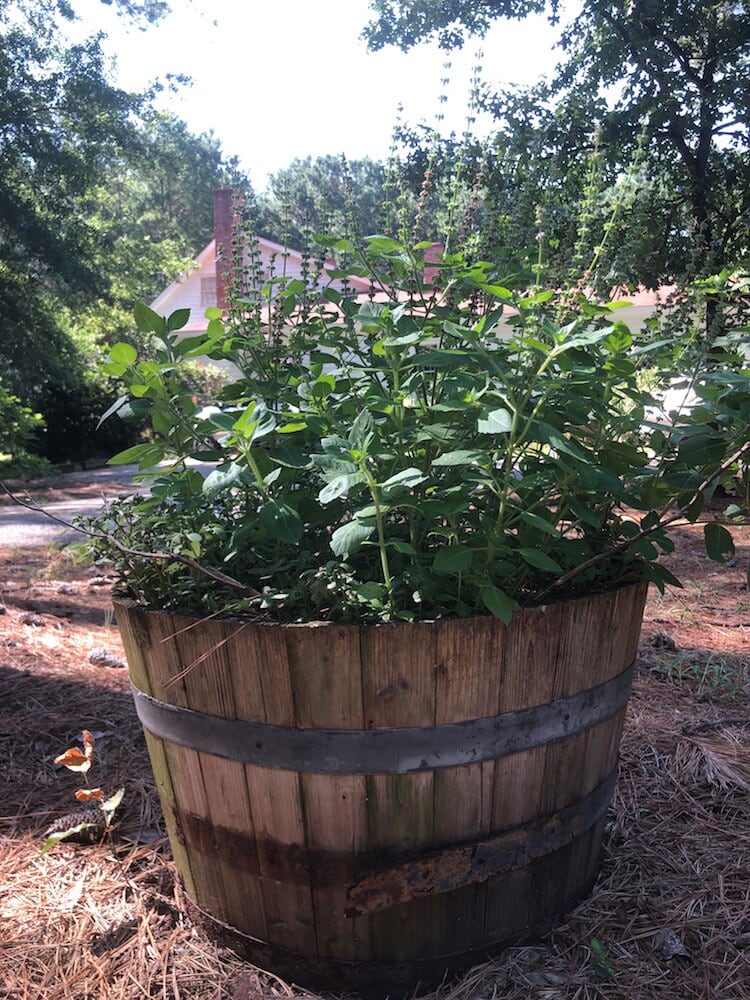 A picture of herbs from Stacy Lyn Harris's summer garden, ready for harvest