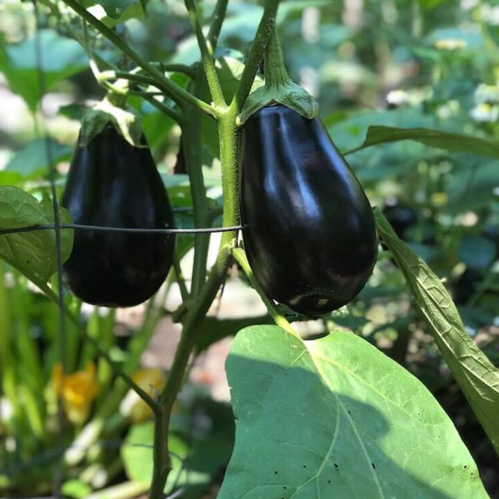 Eggplants from stacy lyn harris's garden, ready for harvest