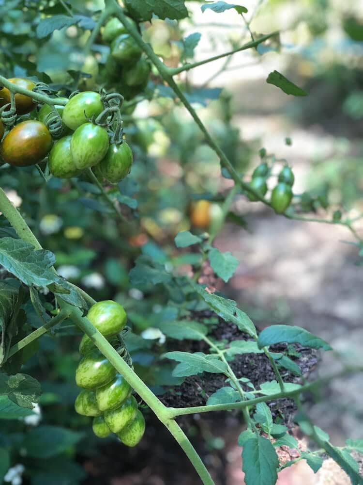cherry tomatoes from stacy lyn harris's garden ready for harvest