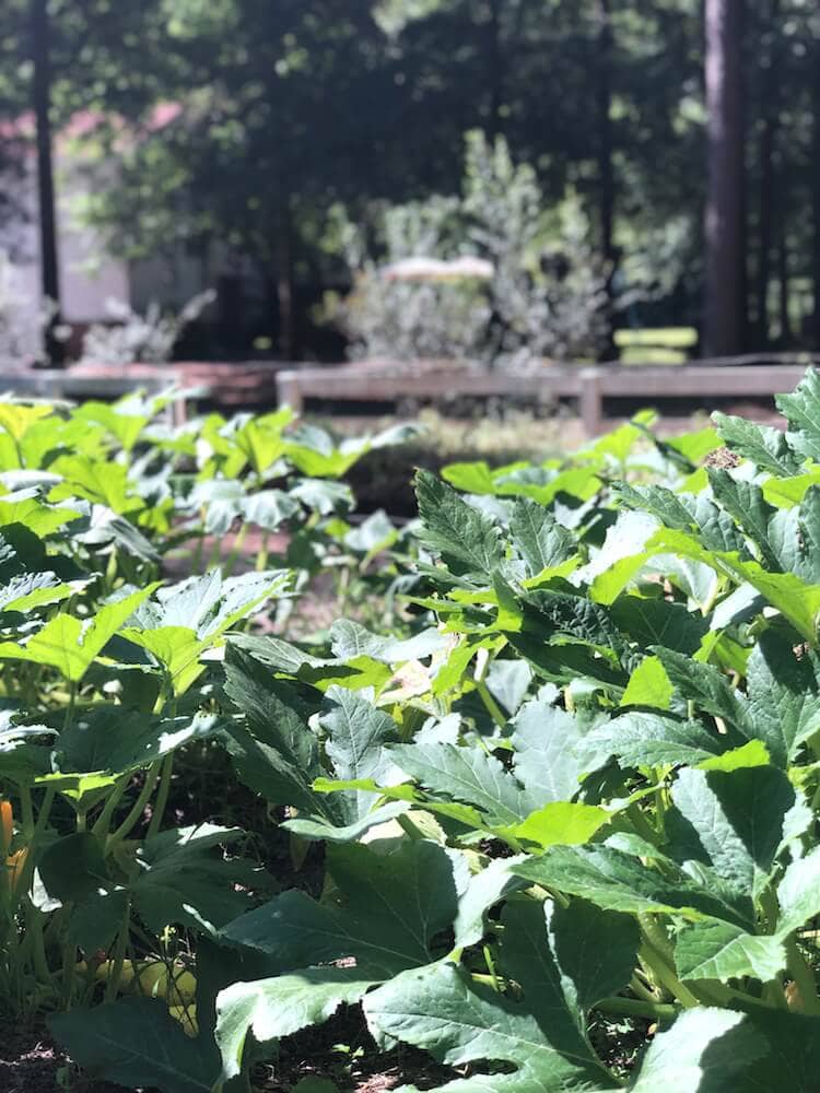 rows of plants in stacy lyn harris's summer garden
