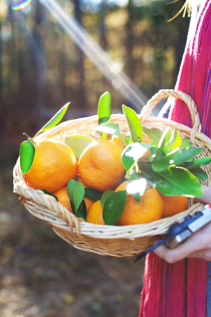 Oranges in a basket with the sun rays coming through the trees