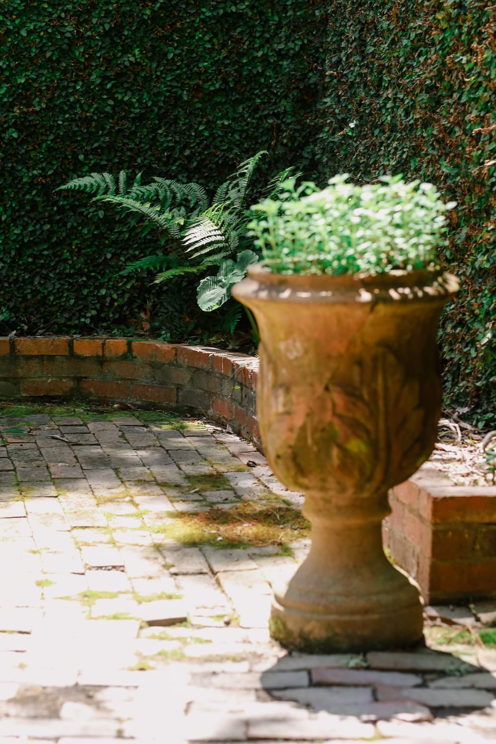 Ferns growing in outside planter in courtyard