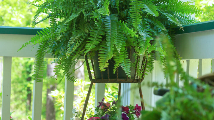 Fern in cast iron planter with flowers on the bottom
